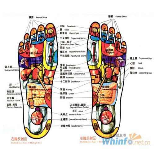 Foot Reflexology Foot Reflexology